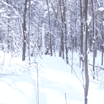 XC-Skiing Through the Woods