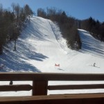 bluebird