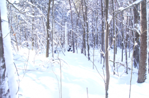 XC-Skiing Through the Woods