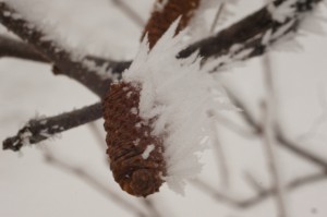 Hoar Frost