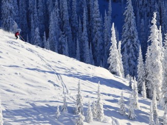 Tree Wells Are Deadly!