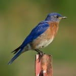 A literal bluebird