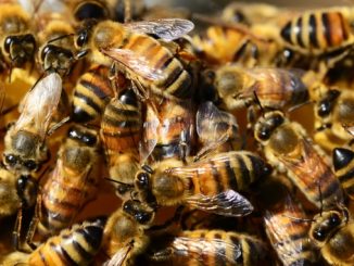 Plan Bee -- a bunch of honey bees