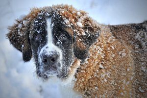 the patron saint of skiers -- snow covered st. bernard dog