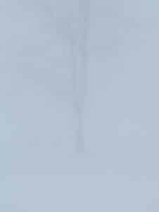 Fog Obscured Birch Tree